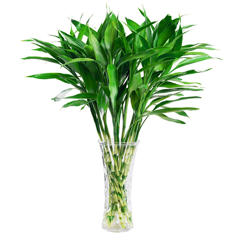 富贵竹水培植物盆栽绿植室内花客厅水养转运观音竹一帆风顺节节高,淘宝优惠券,粉丝福利购,淘宝优惠卷