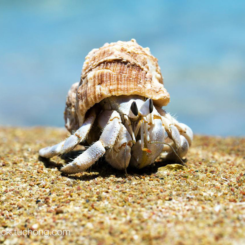 极速陆生寄居蟹淡水螃蟹宠物灰白深紫黑莓草莓短R腕陆生寄居蟹海,淘宝优惠券,粉丝福利购,淘宝优惠卷