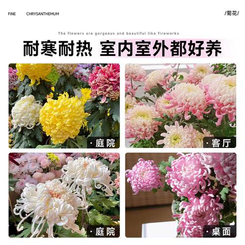 【稀有品种大菊花】盆栽大苗带花苞菊花苗千头菊耐寒室内花卉植物 - 图2