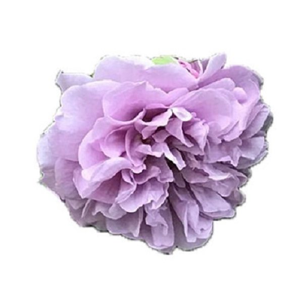 【蓝色阴雨】 中苗藤本爬藤月季花苗庭院地栽盆栽蔷薇花苗庭院,淘宝优惠券,粉丝福利购,淘宝优惠卷