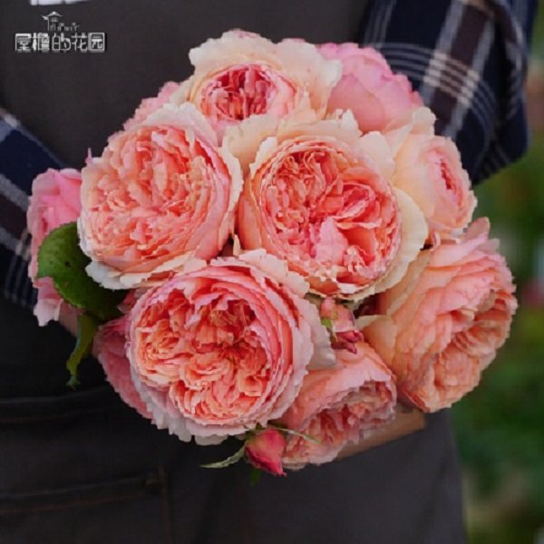 真宙 新品日月 对版 切花 灌木月季浓香杏粉色阳台庭院盆栽花卉,淘宝优惠券,粉丝福利购,淘宝优惠卷