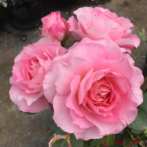 海神王 月季花苗大花微月浓香玫瑰花苗室内外阳台花卉盆栽庭院 - 图0