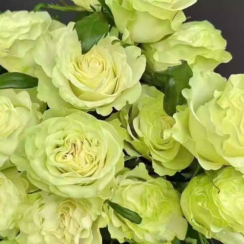 小乔 【中苗】新品月季玫瑰花苗绿色阳台盆栽花卉植物土培 - 图2