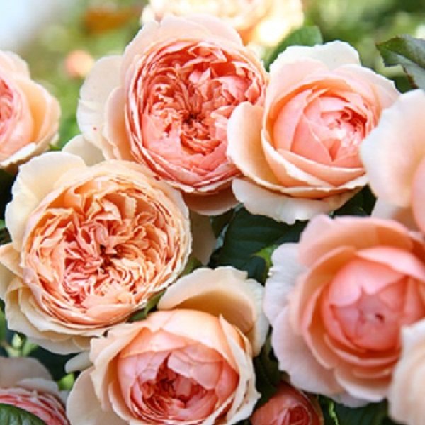 真宙 新品日月 对版 切花 灌木月季浓香杏粉色阳台庭院盆栽花卉,淘宝优惠券,粉丝福利购,淘宝优惠卷