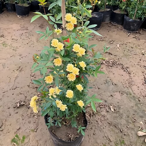 重瓣黄木香花苗爬藤开花浓香花卉白木香蔷薇阳台庭院四季盆栽树苗 - 图2