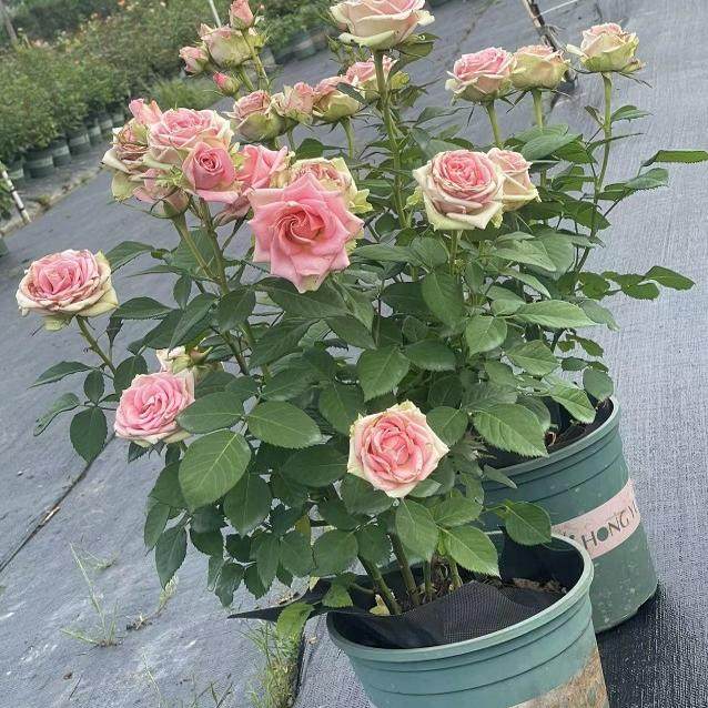 新星月季花苗开花粉色玫瑰花室内阳台盆栽四季好养花卉绿植树苗,淘宝优惠券,粉丝福利购,淘宝优惠卷