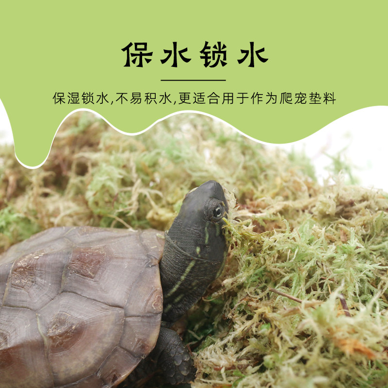 乌龟专用特优高保湿苔藓～不积水冬眠新手垫材垫料冬眠,淘宝优惠券,粉丝福利购,淘宝优惠卷