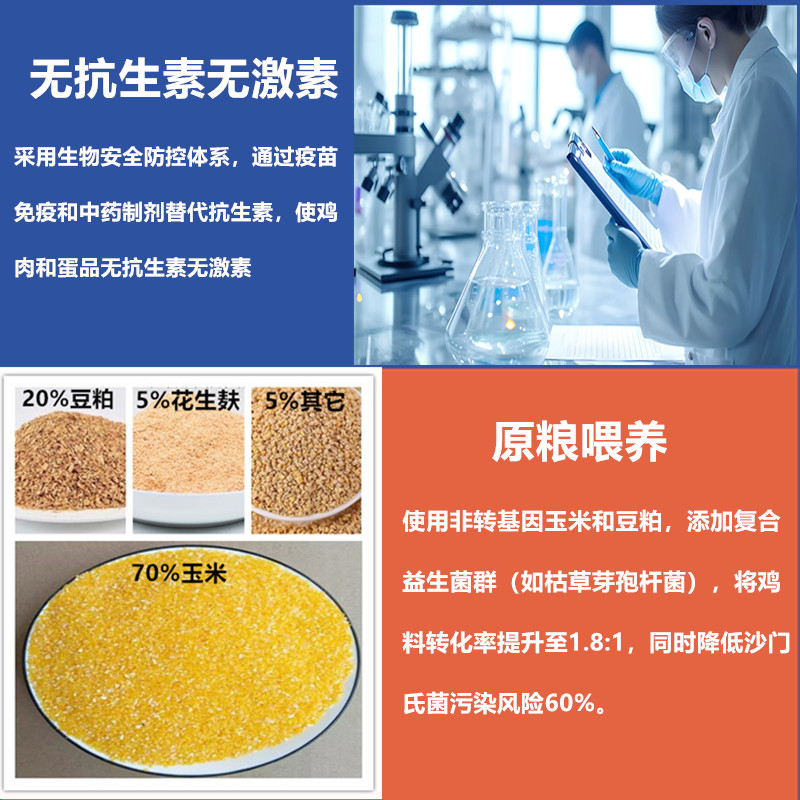顺丰包邮大公鸡清远鸡文昌鸡三黄鸡正宗农家生态散养走地鸡活鸡 - 图2