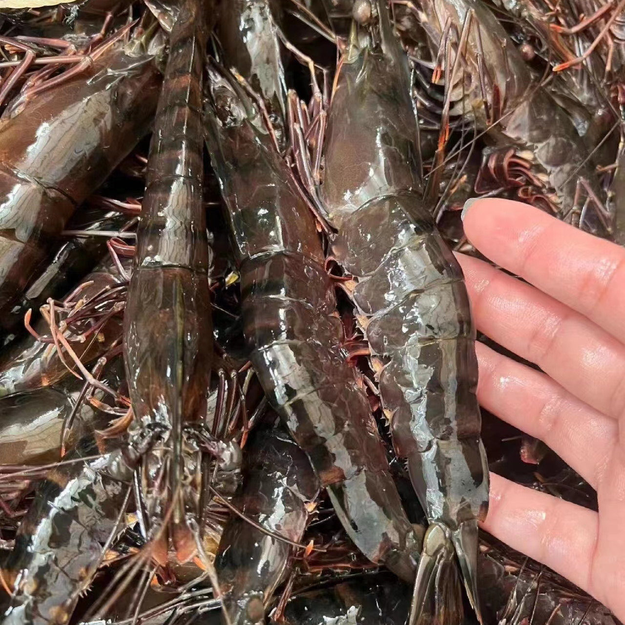 Zhoushan Black Tiger Shrimp Fresh Extra Large Shrimp Live Frozen Fresh Tiger Shrimp Chilled Prawn Fresh Sea Shrimp Frozen Seafood