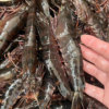 Zhoushan Black Tiger Shrimp Fresh Extra Large Shrimp Live Frozen Fresh Tiger Shrimp Chilled Prawn Fresh Sea Shrimp Frozen Seafood