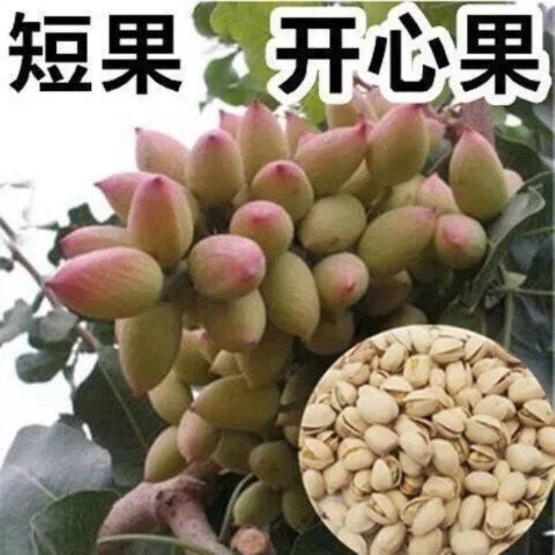 开心果苗南北方种植果苗当年结果开心果树苗盆栽地栽阿月浑子绿仁,淘宝优惠券,粉丝福利购,淘宝优惠卷