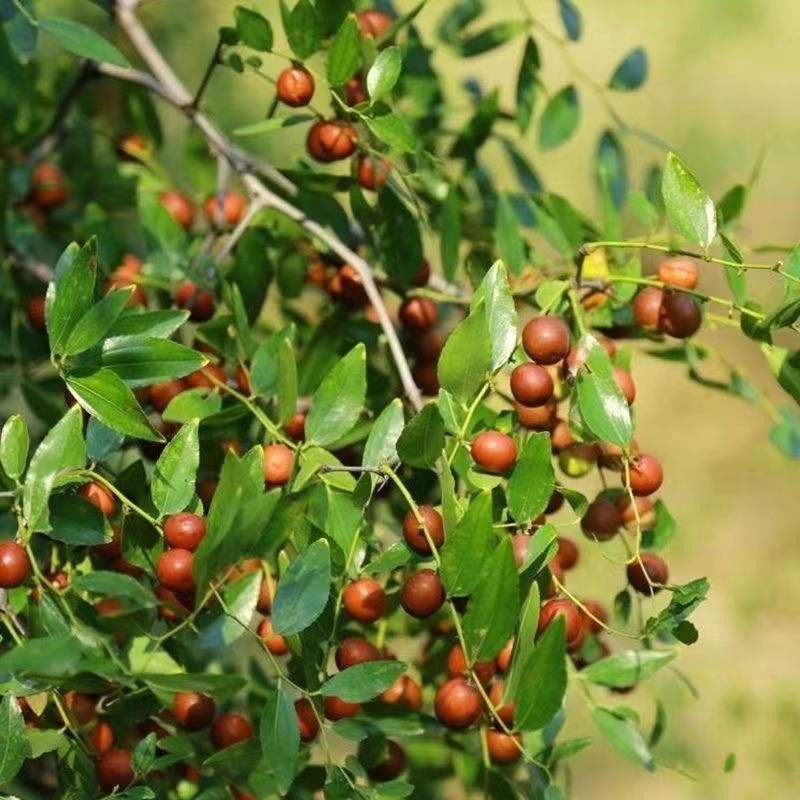 野生酸枣苗 酸枣树苗 野酸枣苗 北酸枣树苗 野酸枣苗 酸枣树活苗,淘宝优惠券,粉丝福利购,淘宝优惠卷
