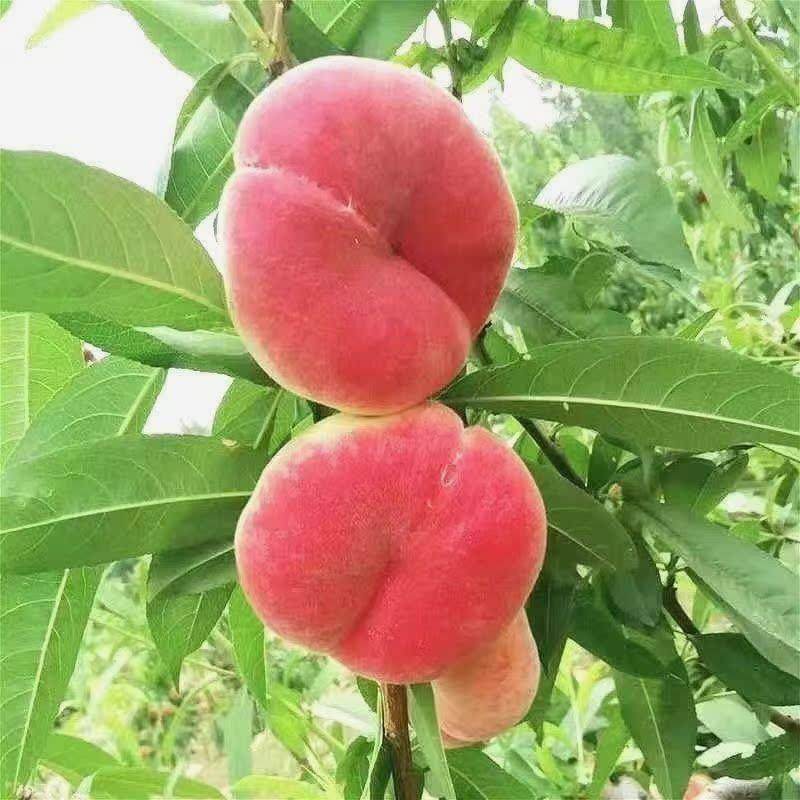 正宗优质嫁接血蟠桃抗寒南北方种植当年结果果树桃树桃子果苗苗,淘宝优惠券,粉丝福利购,淘宝优惠卷