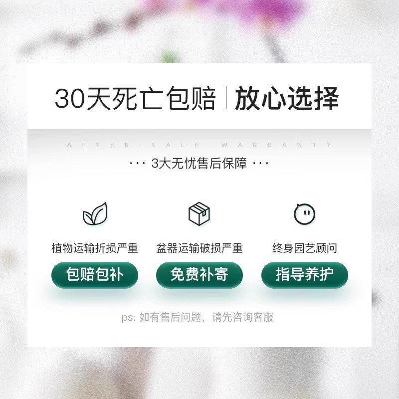 【带花发货】蝴蝶兰花苗带花剑兰花盆栽大苗室内植物花卉四季好养 - 图3