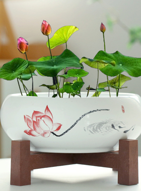 水仙花盆陶瓷铜钱草水培睡莲一叶莲碗莲金钱草水养专用盆缸无孔大