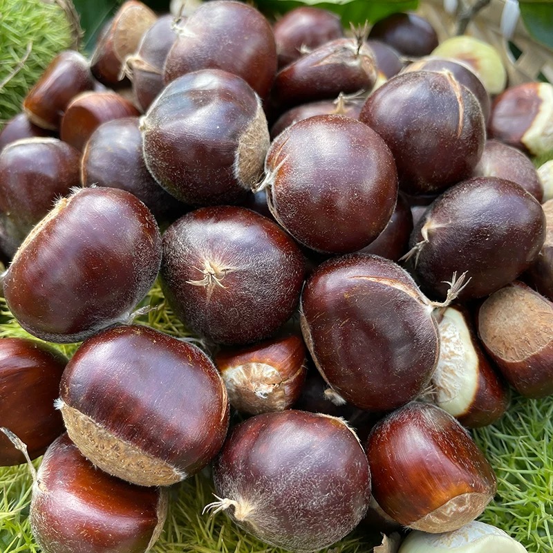 2025新货云南新鲜板栗新鲜野生板栗当季现摘新下树粉糯农家板栗子 - 图1