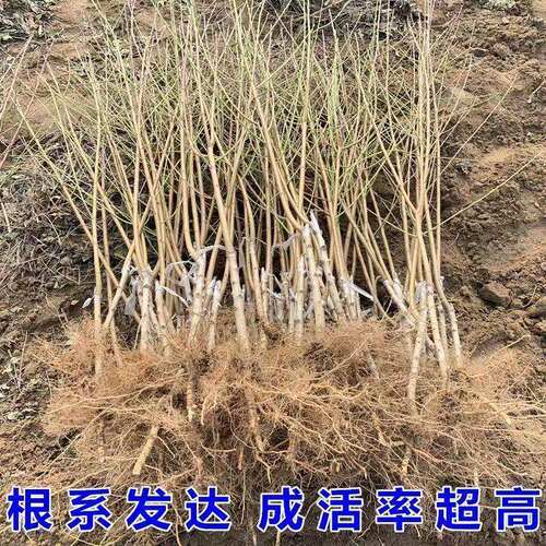 特大耐寒超甜桃树苗嫁接桃苗蜂糖白玉桃苗南方北方种植当年结果 - 图2