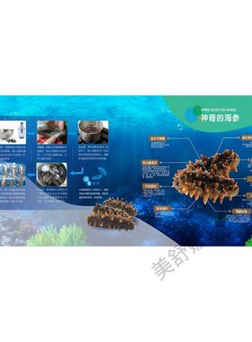 大连海参海报展板野生海参天然滋补品店海参墙贴海产品墙纸KT板贴