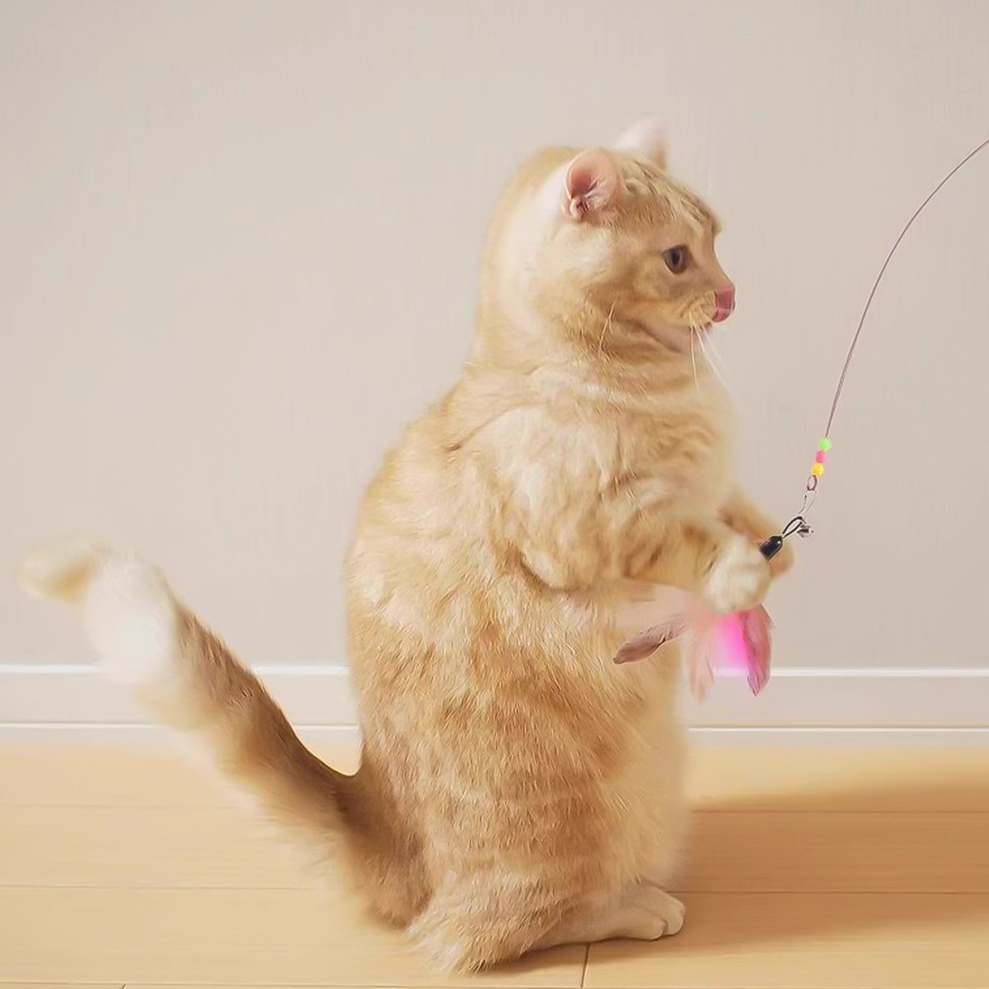 逗猫棒猫咪玩具自嗨互动解闷宠物小猫长杆替换头幼猫羽毛耐咬用品,淘宝优惠券,粉丝福利购,淘宝优惠卷