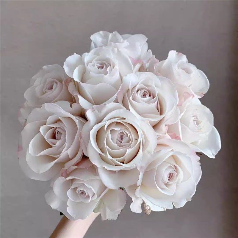 银色衬裙月季花苗开花玫瑰小苗四季盆栽花卉爬藤植物蔷薇树苗绿植,淘宝优惠券,粉丝福利购,淘宝优惠卷