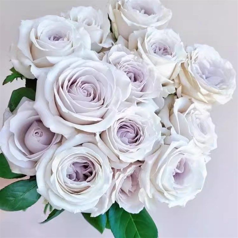 银色衬裙月季花苗开花玫瑰小苗四季盆栽花卉爬藤植物蔷薇树苗绿植,淘宝优惠券,粉丝福利购,淘宝优惠卷