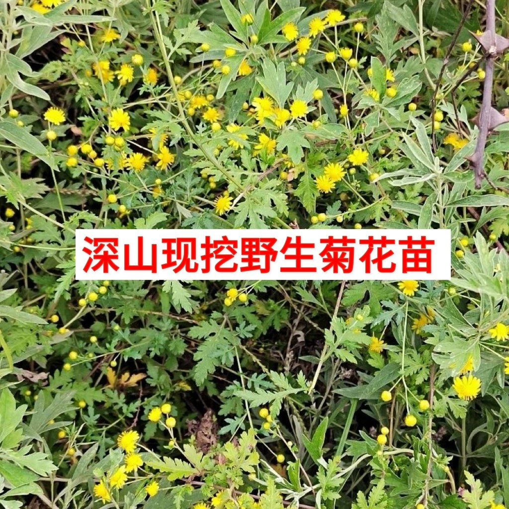 天然野菊花苗四季可种菊花花苗野菊花老根山菊花小金菊野菊花盆栽