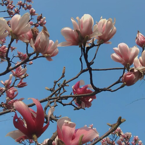 玉兰花辛夷花树苗中药材绿化别墅庭院盆栽南北四季绿植耐寒好养 - 图2