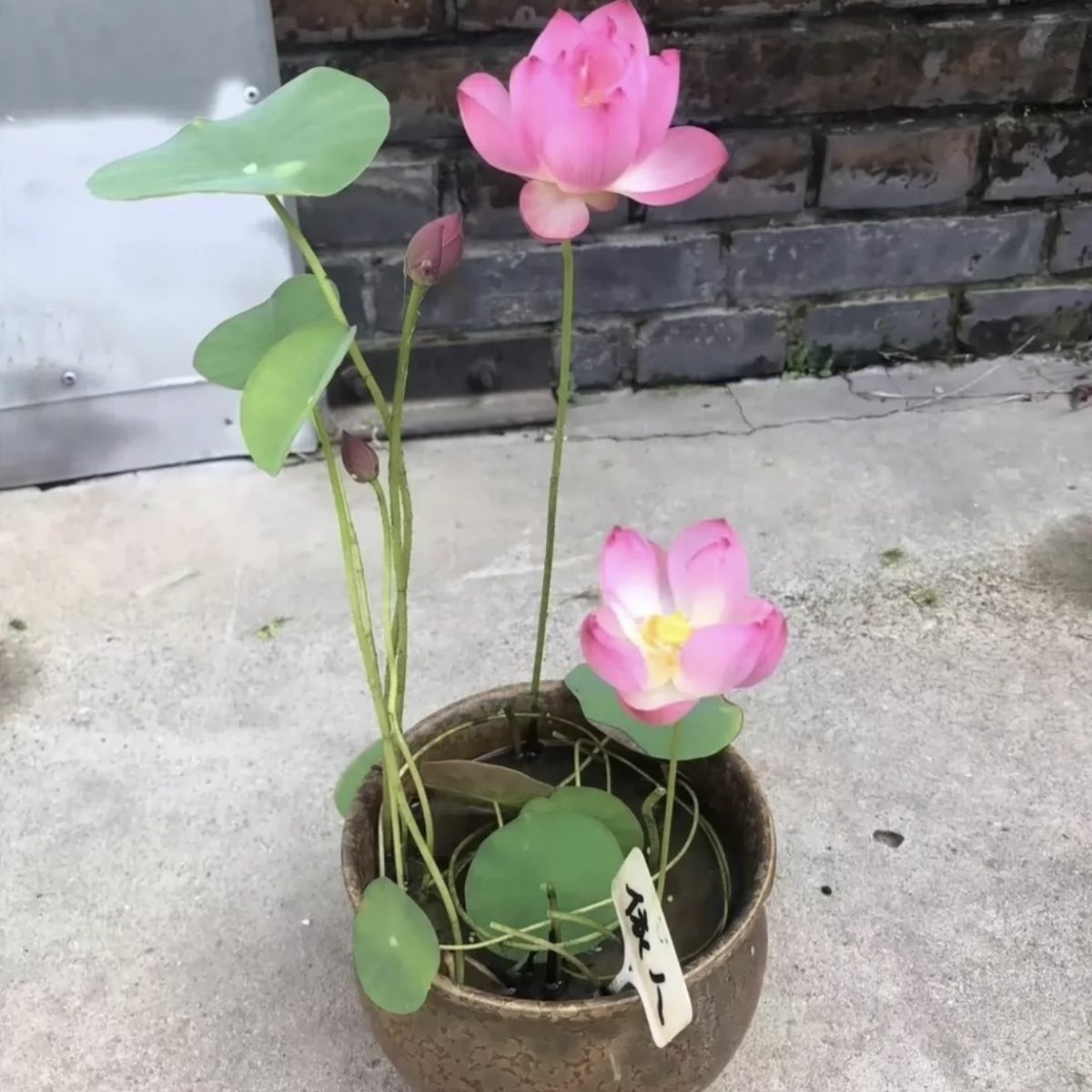 多花色水培碗莲种子已开口四季播种水培植物睡莲荷花室内绿植花卉 - 图2