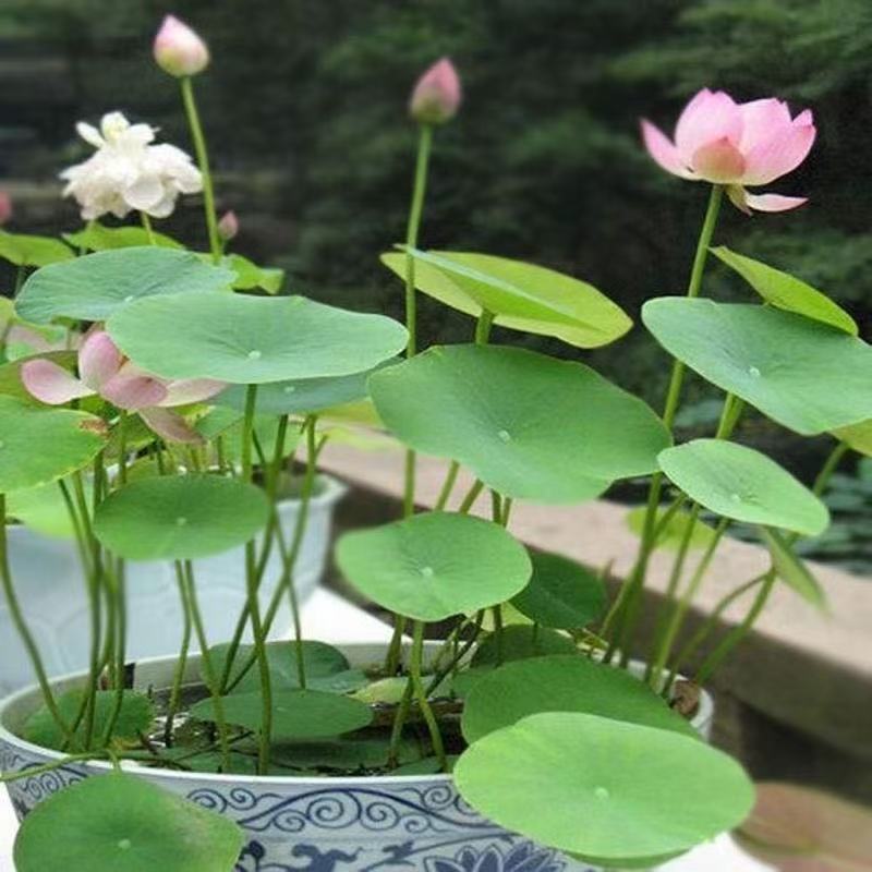 多花色水培碗莲种子已开口四季播种水培植物睡莲荷花室内绿植花卉 - 图1