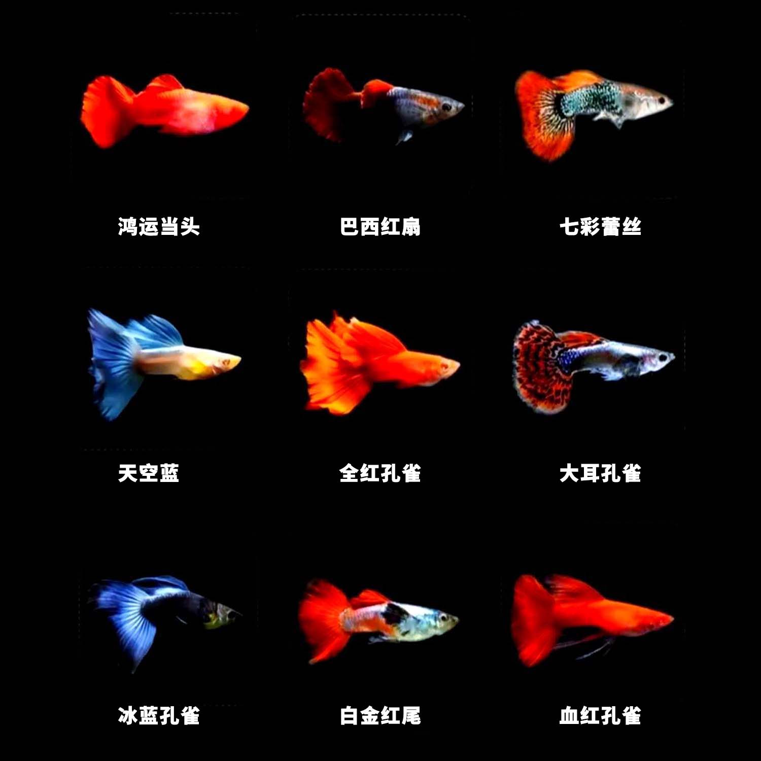 孔雀鱼活鱼苗观赏鱼热带小型鱼活体鱼淡水好养耐活精品花老虎孔雀 - 图0