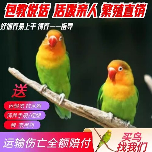 牡丹鹦鹉活体 爱情鸟活体宠物鸟可训练上手养鸟活物虎皮牡丹鹦鹉 - 图0