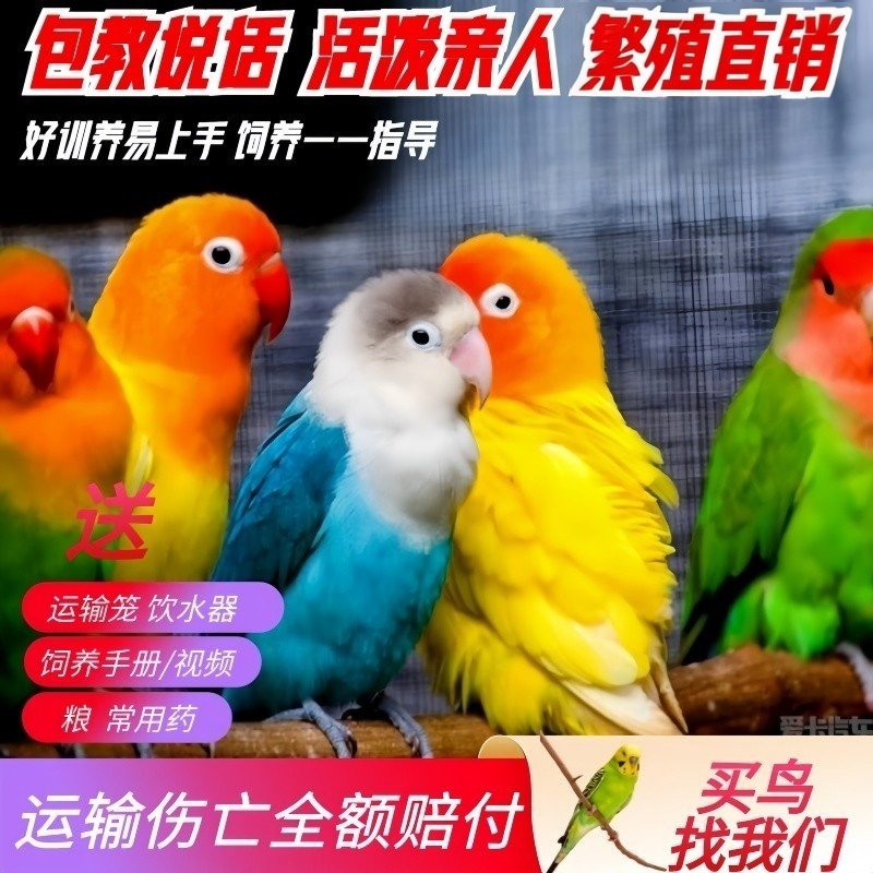 牡丹鸟活体 爱情鸟活体宠物鸟可训上手养鸟活物虎皮牡丹鹦鹉活鸟,淘宝优惠券,粉丝福利购,淘宝优惠卷