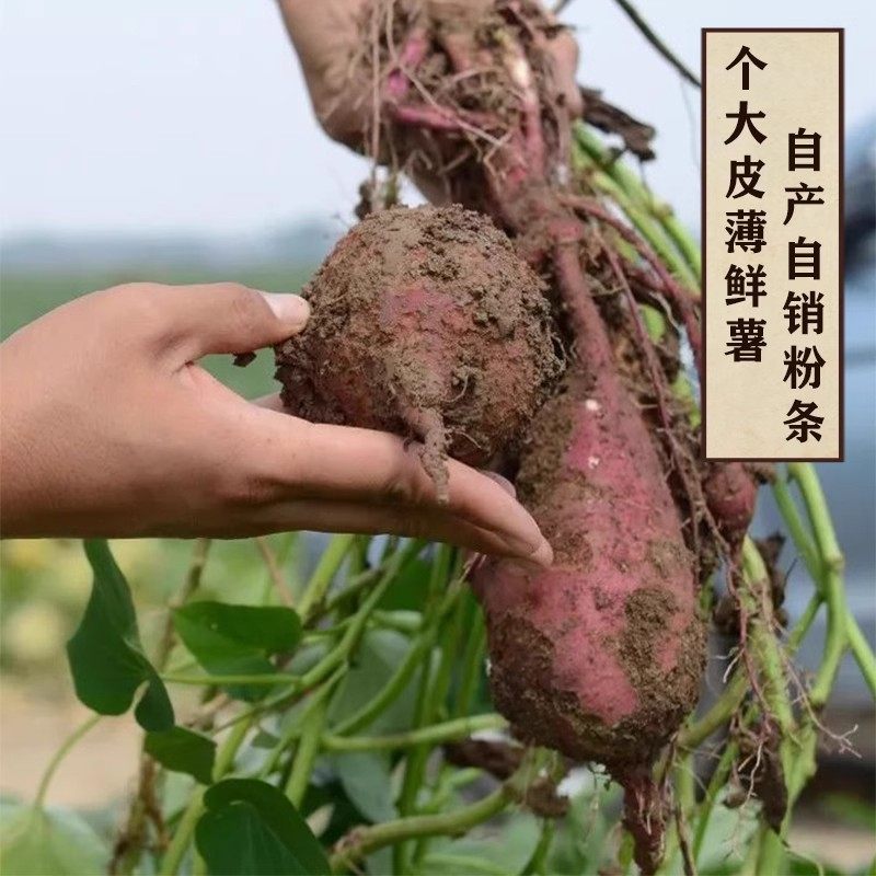 山东红薯粉条手工纯细粉5斤正山宗芋酸辣粉丝红苕宽粉地瓜红薯粉,淘宝优惠券,粉丝福利购,淘宝优惠卷