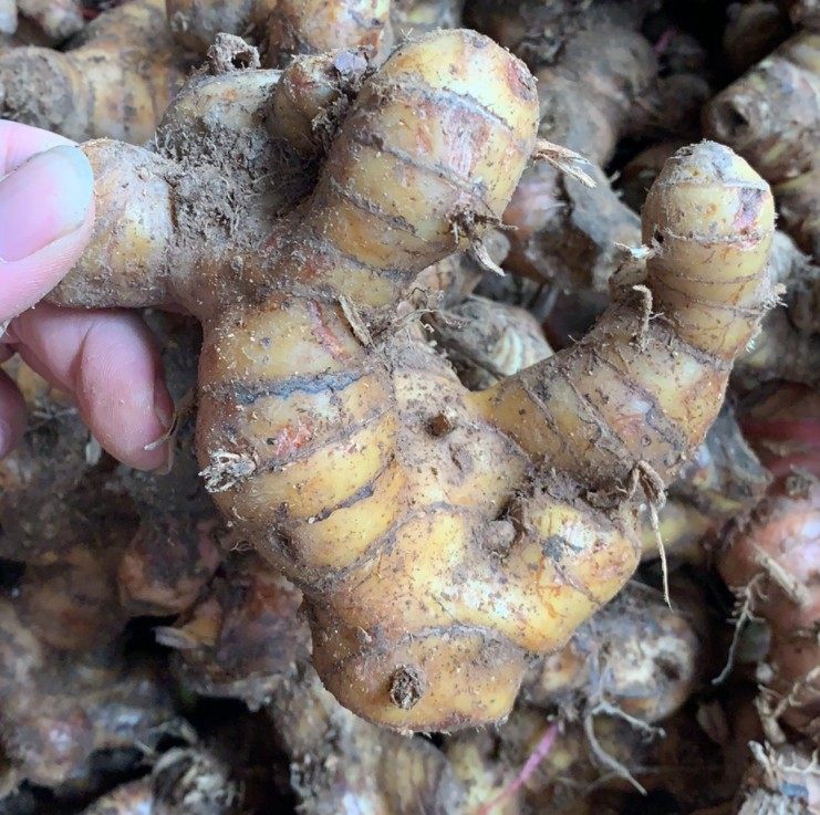 南姜新鲜 潮汕南姜块芦苇姜山姜头羊肉牛肉卤味冬荫功汤包邮生姜,淘宝优惠券,粉丝福利购,淘宝优惠卷