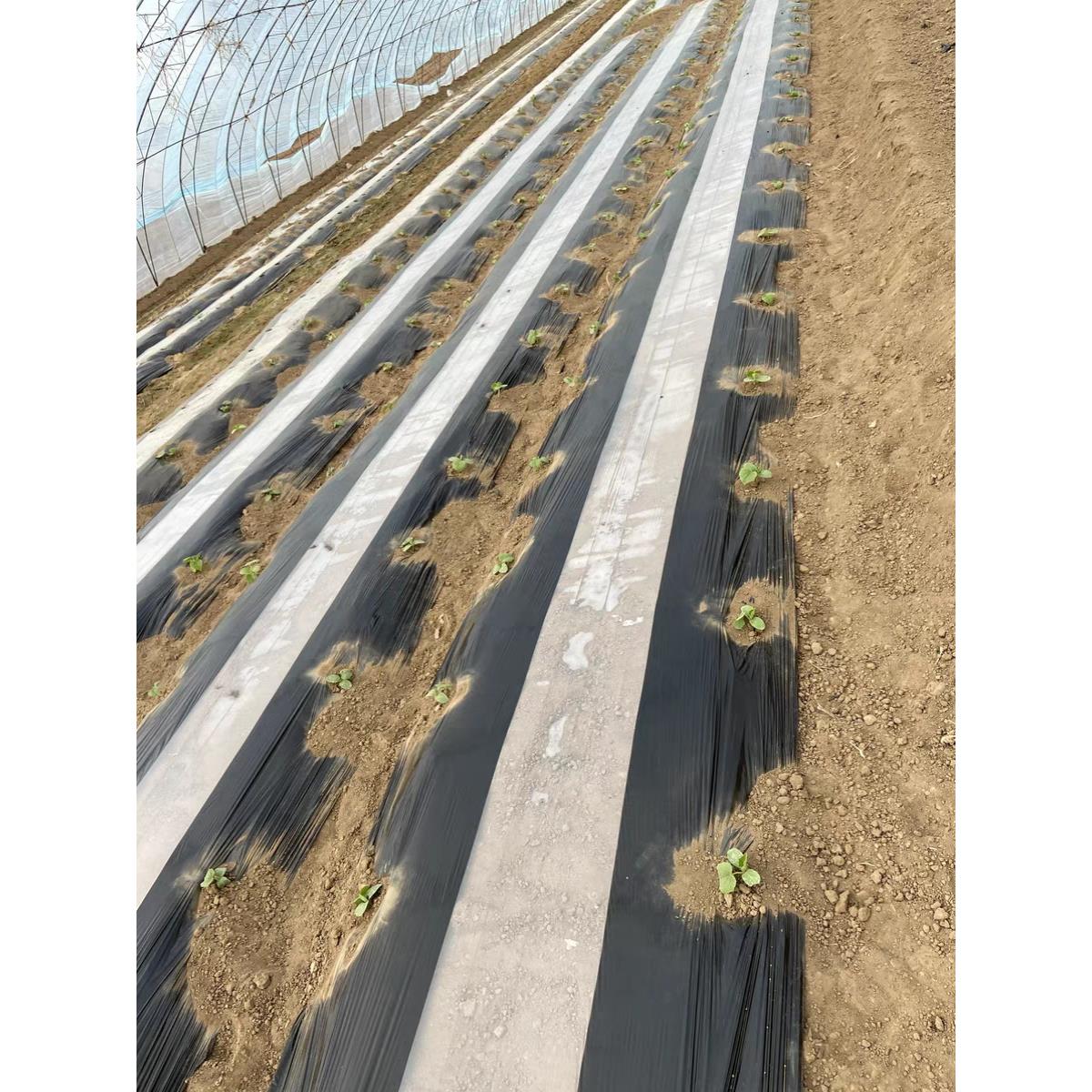 地膜打孔器种植种瓜定距尺移栽器打洞器取土器双杆栽苗器不锈钢 - 图1