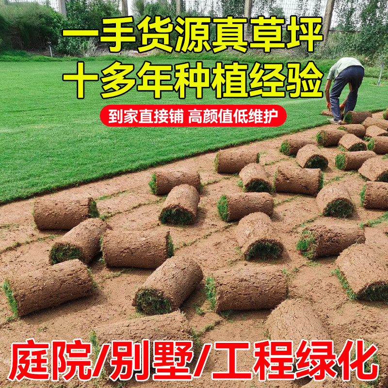 Turf real lawn four seasons green belt soil dwarf no need to mow