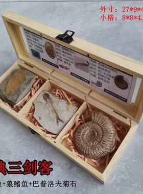 3种天然古生物摩洛哥三叶虫菊石鱼化石标本套盒儿童科普礼物摆件