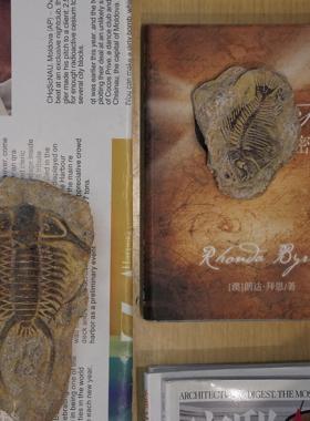 一枚橙 民宿样板间样品屋展示中心床头柜茶几圆摆件化石石膏装饰