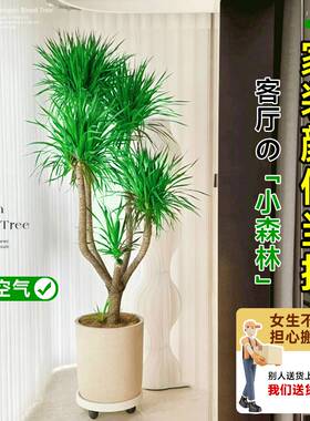 龙血树客厅绿植多头龙须树龙铁树客厅绿植室内大型龙血树植物盆栽