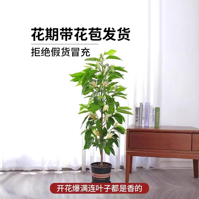 白兰花黄角兰带花苞老桩玉兰花树苗盆栽室内庭院浓香型四季开花卉