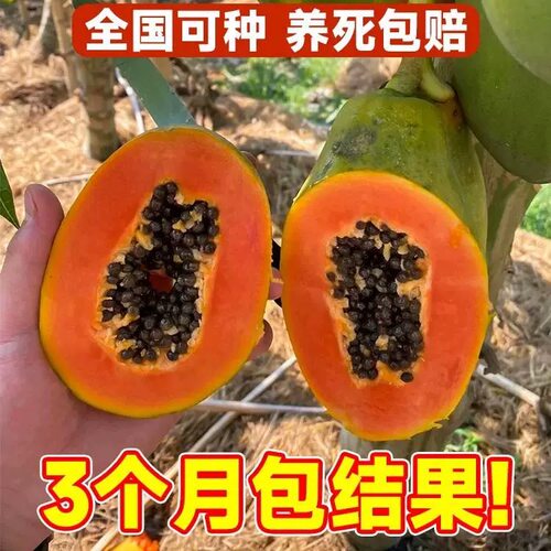 改良矮化木瓜苗冰糖牛奶红心木瓜大青特大水果黄金木瓜苗四季种植 - 图2