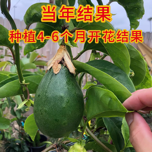 大果香蜜百香果苗纯甜木瓜百香果嫁接苗四季结果新品种百香果树果 - 图1