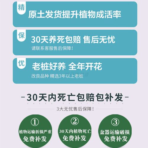 桂花树苗盆栽四季常青浓香型庭院地栽大树金桂花卉植物室内花绿植 - 图2