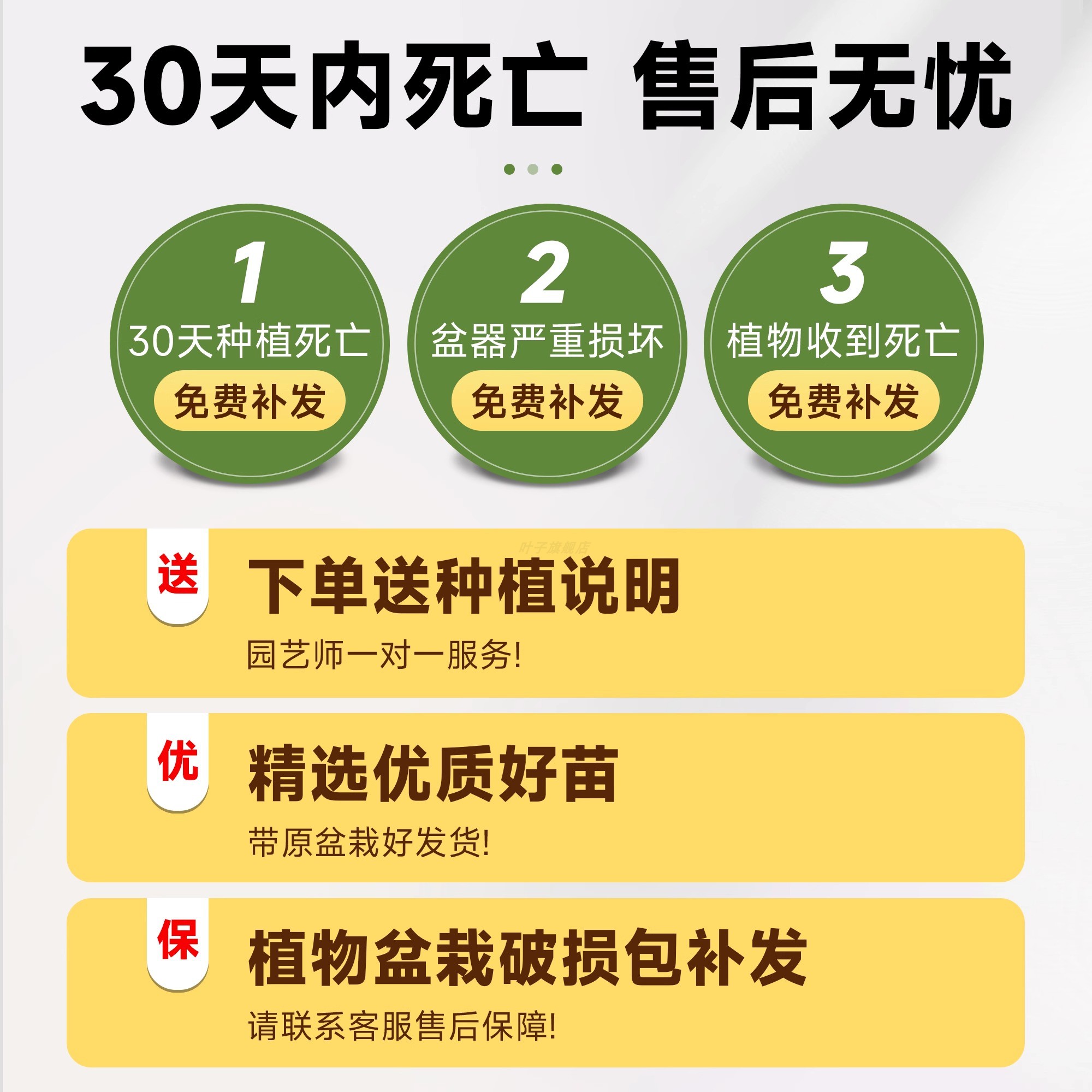 散尾葵植物盆栽客厅大型绿植室内落地办公室凤尾竹天堂鸟四季好养 - 图1
