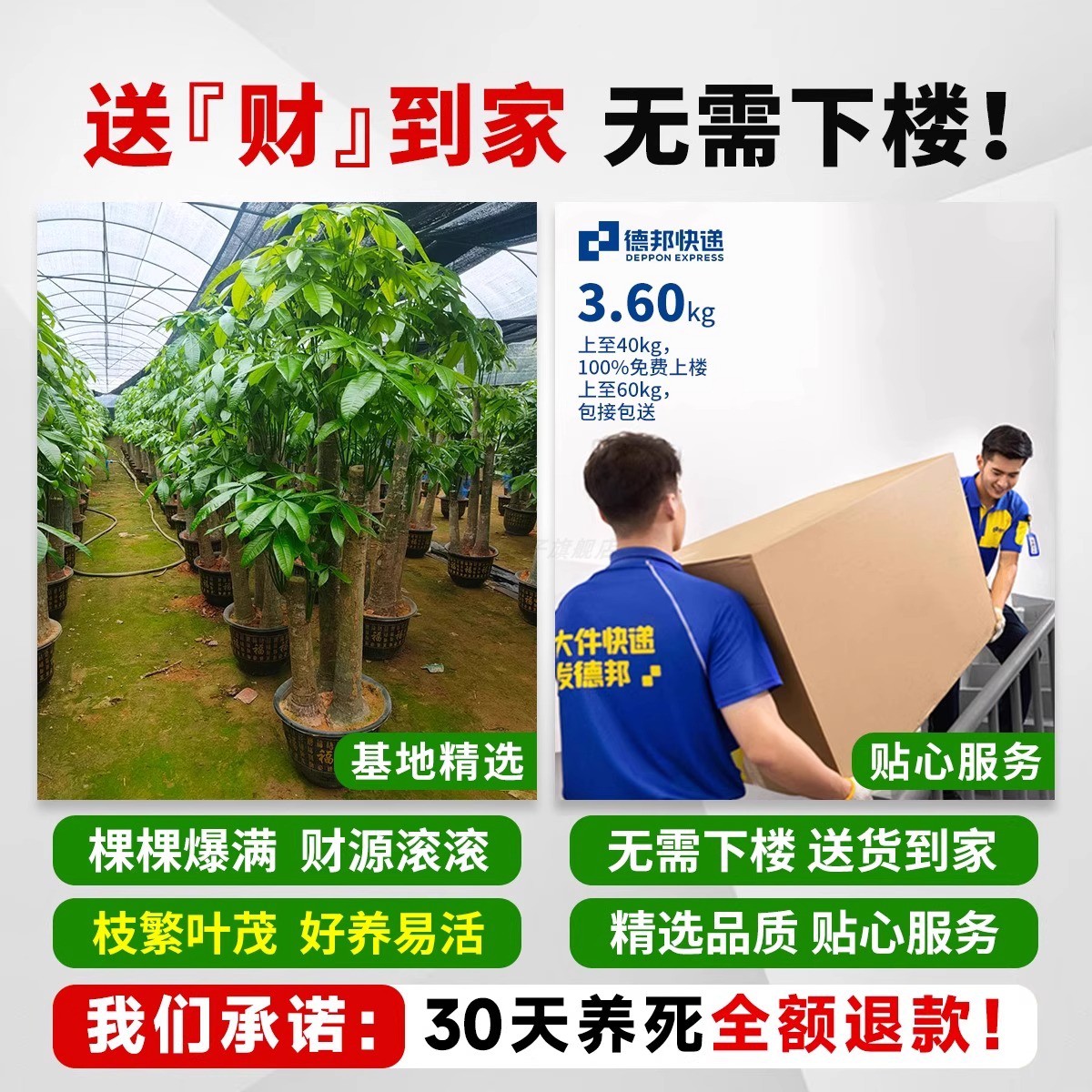 三杆步步高发财树客厅盆栽大乔迁新居办公室开业送礼招财大型绿植 - 图0