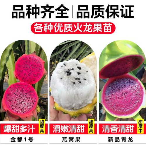 红心火龙果嫁接果苗盆栽南北方四季种植水果树苗阳台庭院当年结果 - 图2