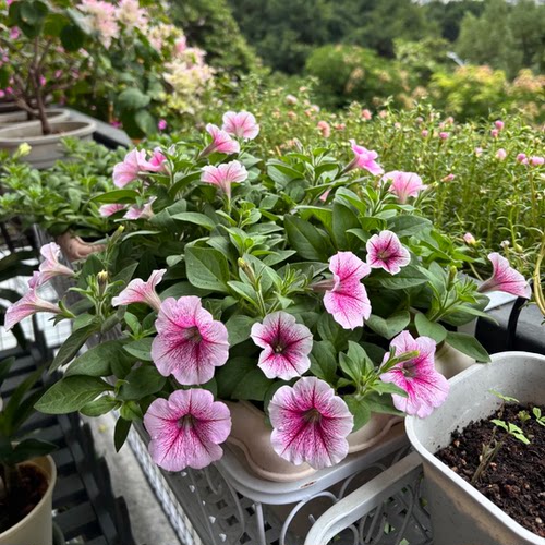 重瓣矮牵牛花苗美声轻浪小苗阳台庭院垂吊植物花卉花期长牵牛花苗 - 图1