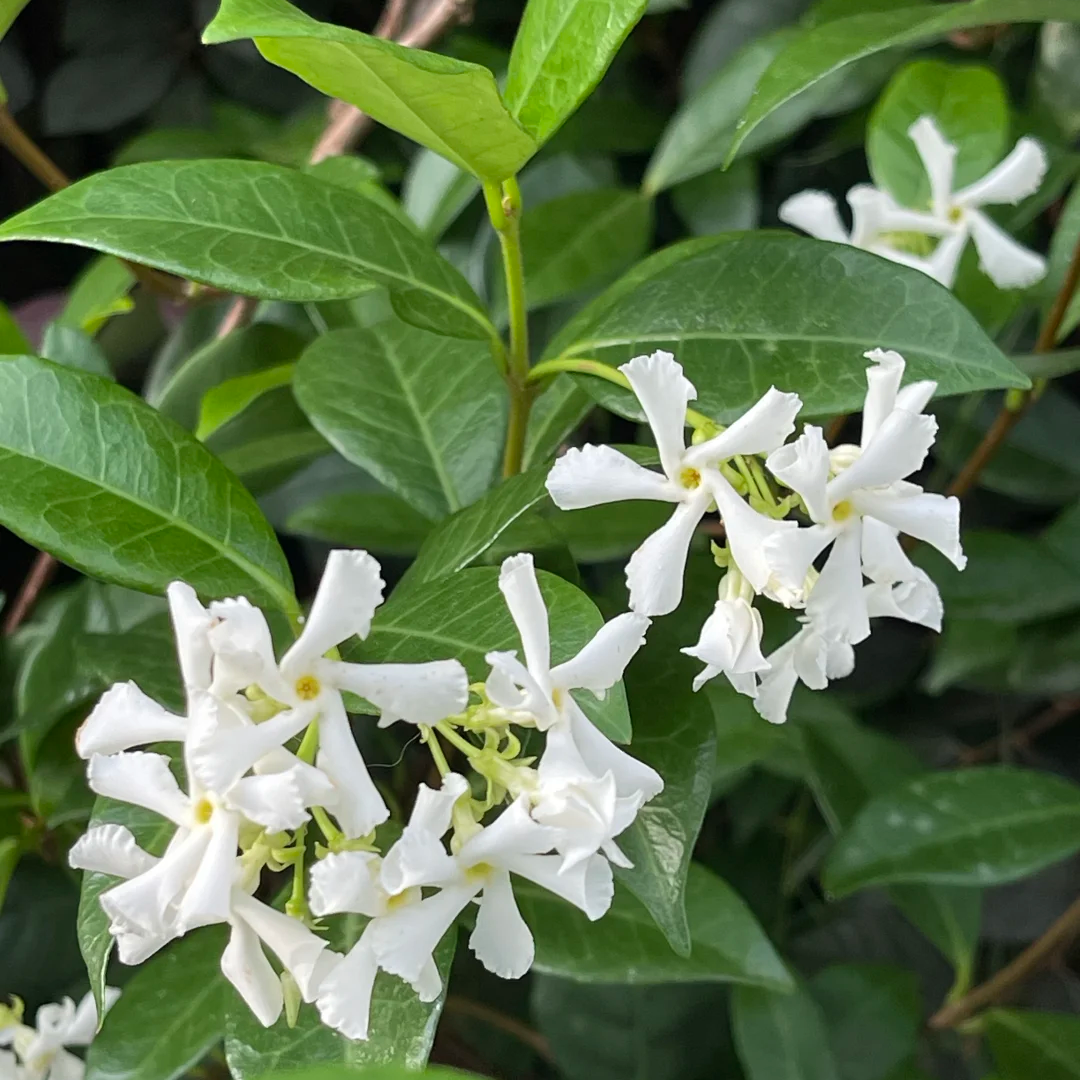 风车茉莉大苗老桩爬藤植物四季常青开花阳台藤蔓庭院阳台浓香花卉,淘宝优惠券,粉丝福利购,淘宝优惠卷