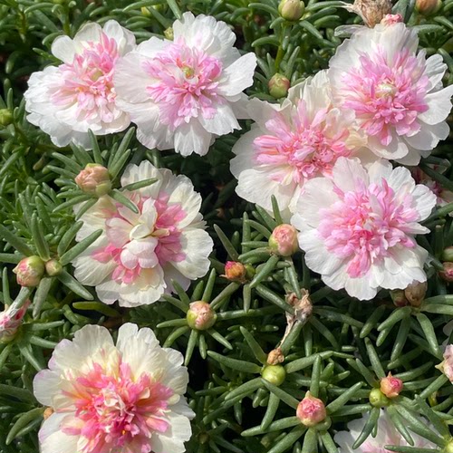 太阳花苗带花苞发货网红重瓣宿根花苗枝条松针叶好养庭院阳台花卉 - 图0