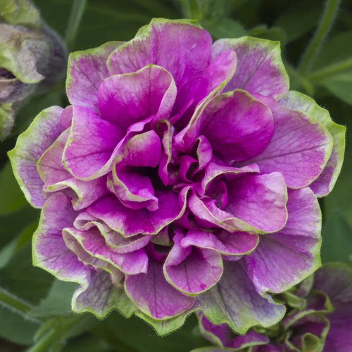 重瓣矮牵牛盆栽带花星空大苗阳台庭院垂吊植物花卉花期长牵牛花苗 - 图3